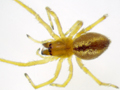 Cheiracanthium erraticum